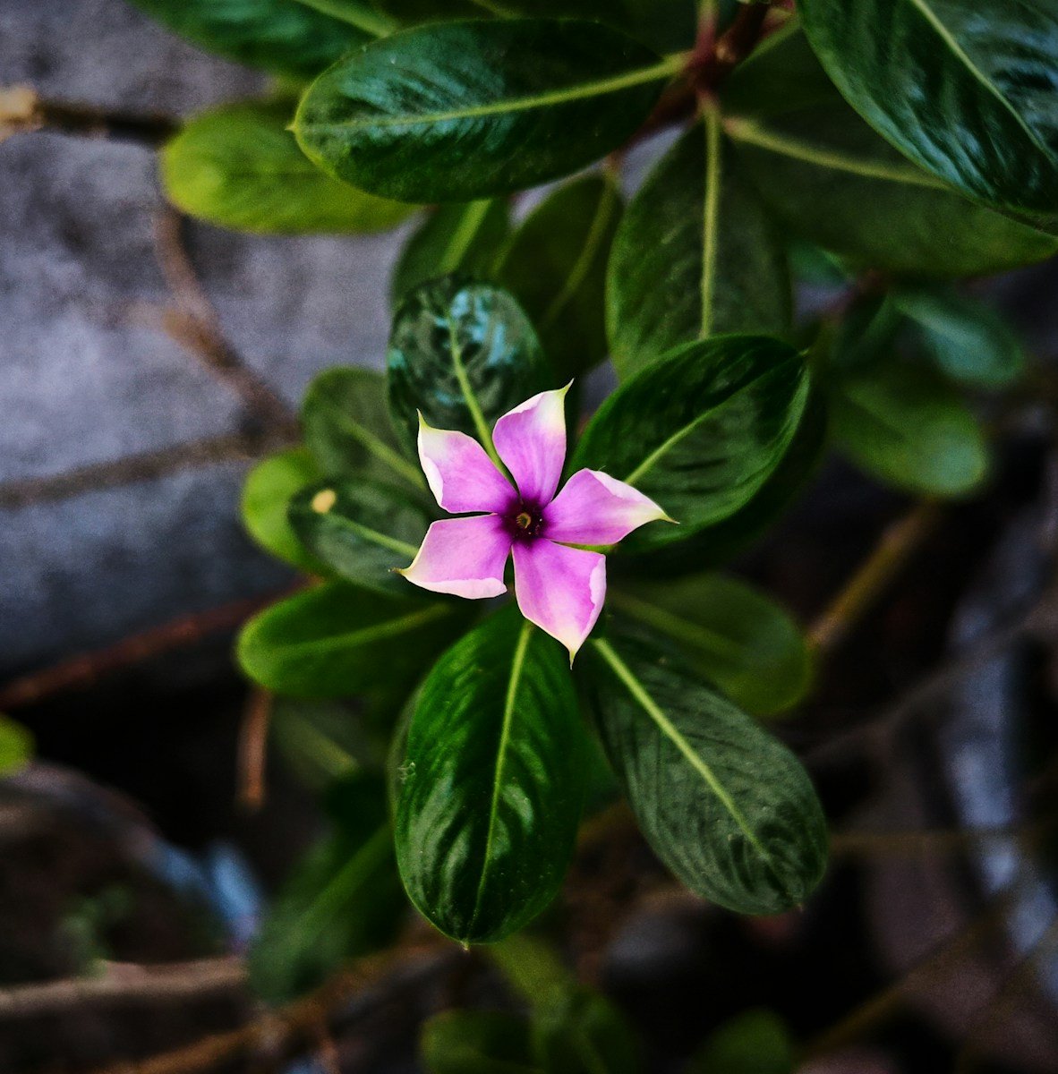 Servicios - P.A.R. Terapia en Alicante